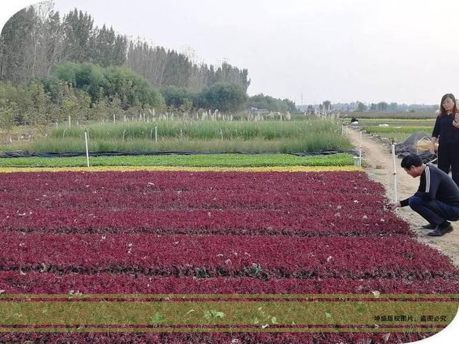100万盆红景天小苗采购价及批发厂家指南 — 青州市坤盛花卉苗木