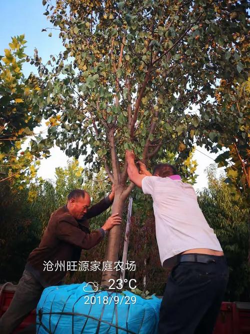 沃土育新苗，绿色献华诞——旺源农场苗木基地国庆献礼篇