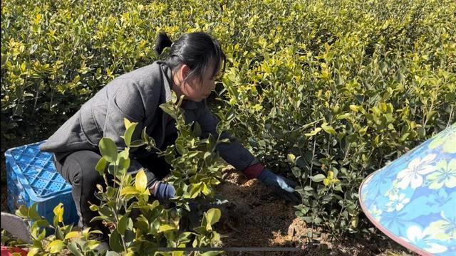 油茶苗木出圃黄金期 3月初种植指南与关键技术