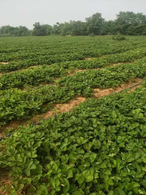 孟津中兴苗木种植园 20余亩优质草莓苗火热预定中，助您开启甜蜜事业