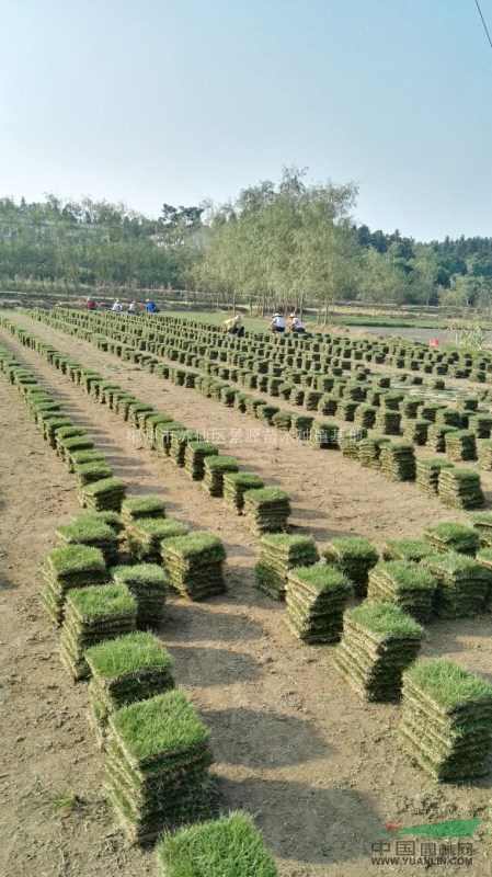 郴州市苏仙区景源苗木种植基地 绿色产业绘就乡村振兴新画卷