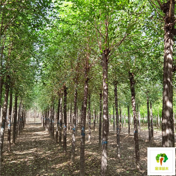 专业种植榆树指南 8公分榆树价格与苗木种植要点解析