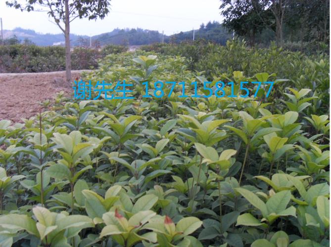 郴州工厂网 打通苗木种植产业供需壁垒，助力林邑生态经济双赢