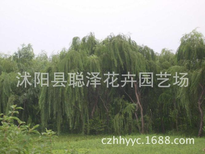 基地直销构树优质园林绿化工程苗木——规格齐全，量大从优，助力苗木种植新篇章
