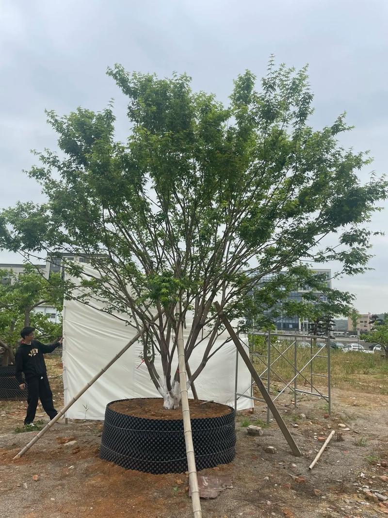 夏季容器苗精品房产用苗首选耀梅家,##我在这里等你 苗木种植