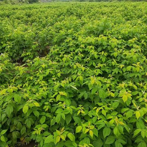 优质供应苗木种植基地五味子苗批发五味子苗价格