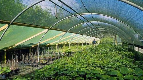2018年这些苗木种植补贴可以领,赶紧看否则就亏大了!