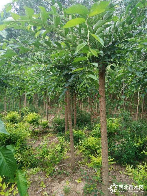 供应8公分长枝榆,10公分长枝榆价格低质量好_绿化苗木_--西北苗木网