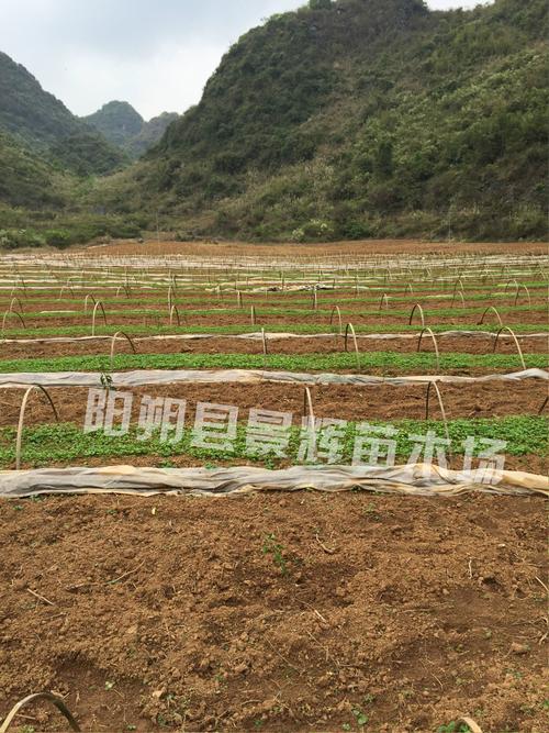 广西柠檬树苗景辉苗木场1年柠檬苗优质柠檬苗种植