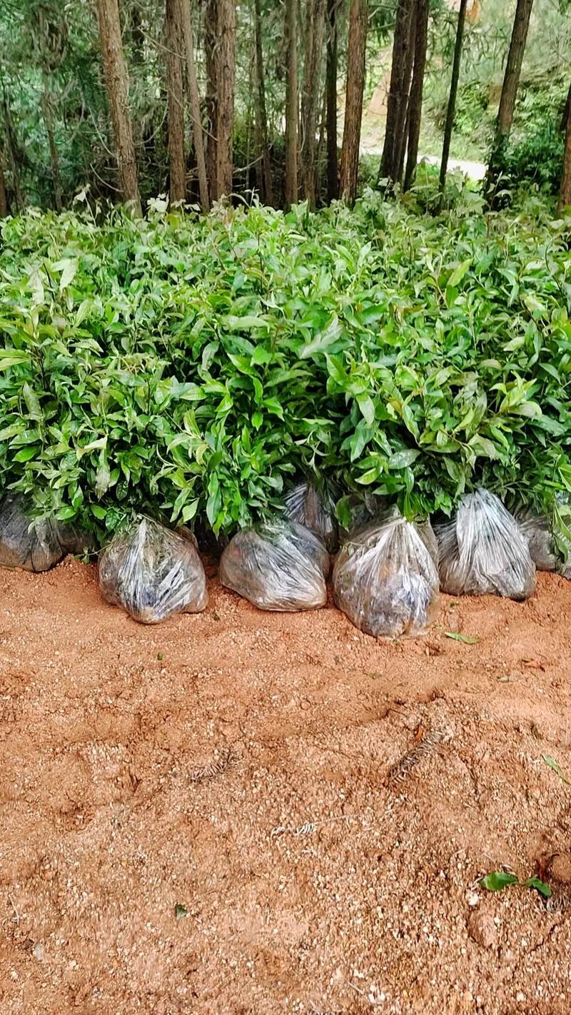 优质种苗 那个品种都是你需要的正好我们的苗圃厂有种植的品种